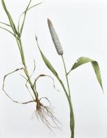 From Soil to Seed - Pennisetum glaucum